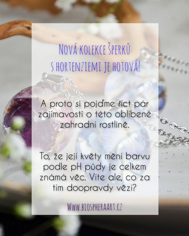 Hortenzie jsou velmi oblíbené, ale věděli jste tohle? 🩵💙🩷💜